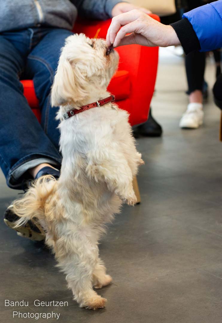 A white dog standing on its hind legs to get a treat